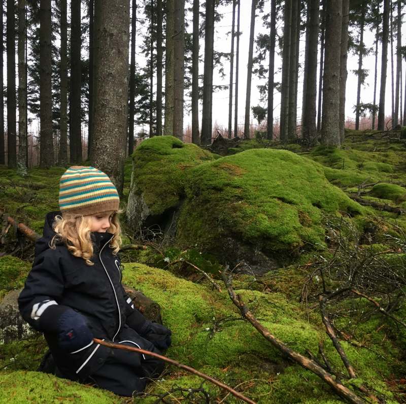 Höst i skogen